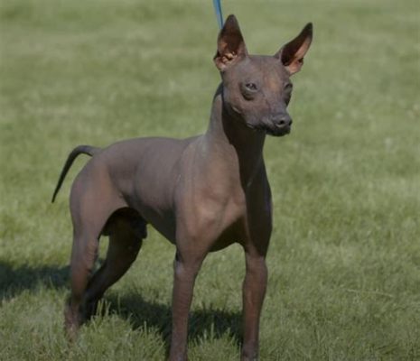  멕시코 민화 'Xoloitzcuintli'는 고대 문명의 비밀을 품고 있나요?