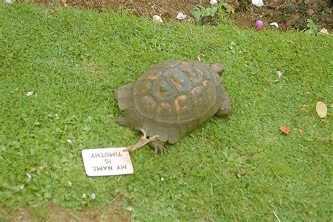  The Tortoise Who Went to War: A Tale of Unexpected Heroism and Cunning!